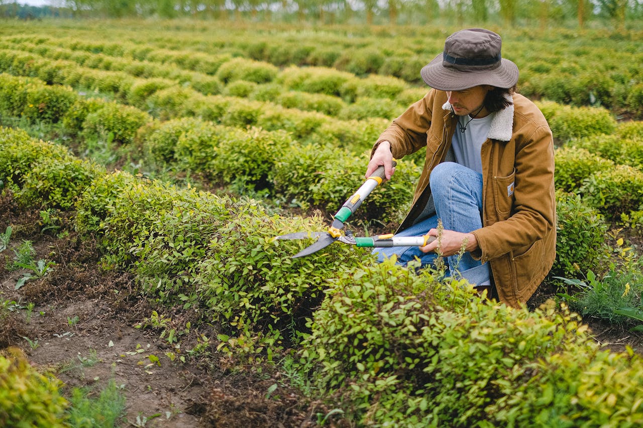 Bush Trimming Service in Sevierville